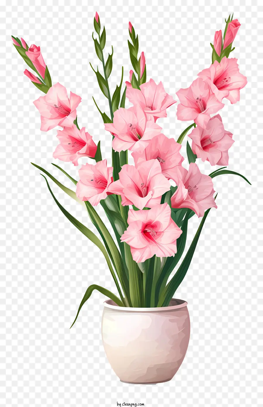 Gladiolus，Vaso Branco PNG