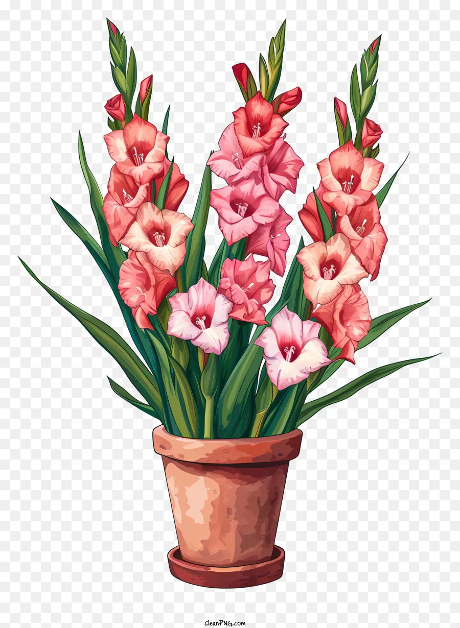 Gladiolus，Planta De Vaso PNG