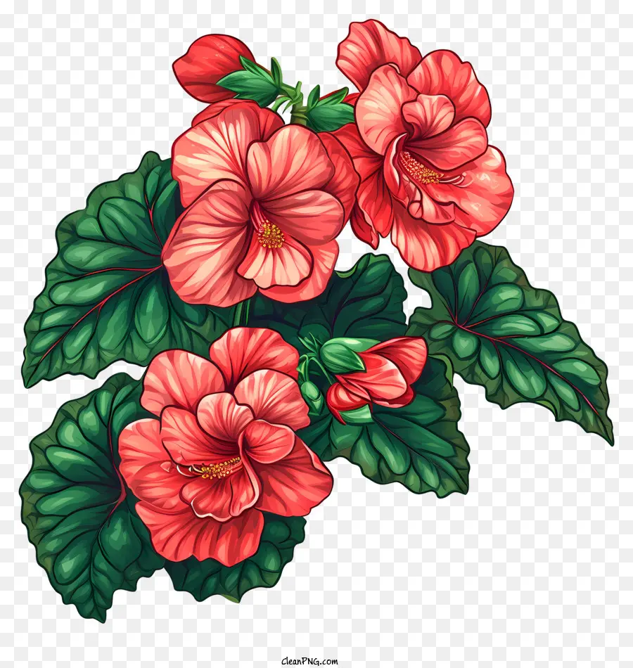 Begônia，Flores De Hibisco Vermelho PNG
