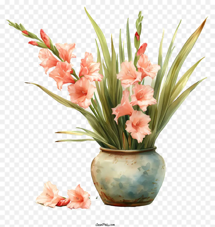 Gladiolus，Vaso PNG
