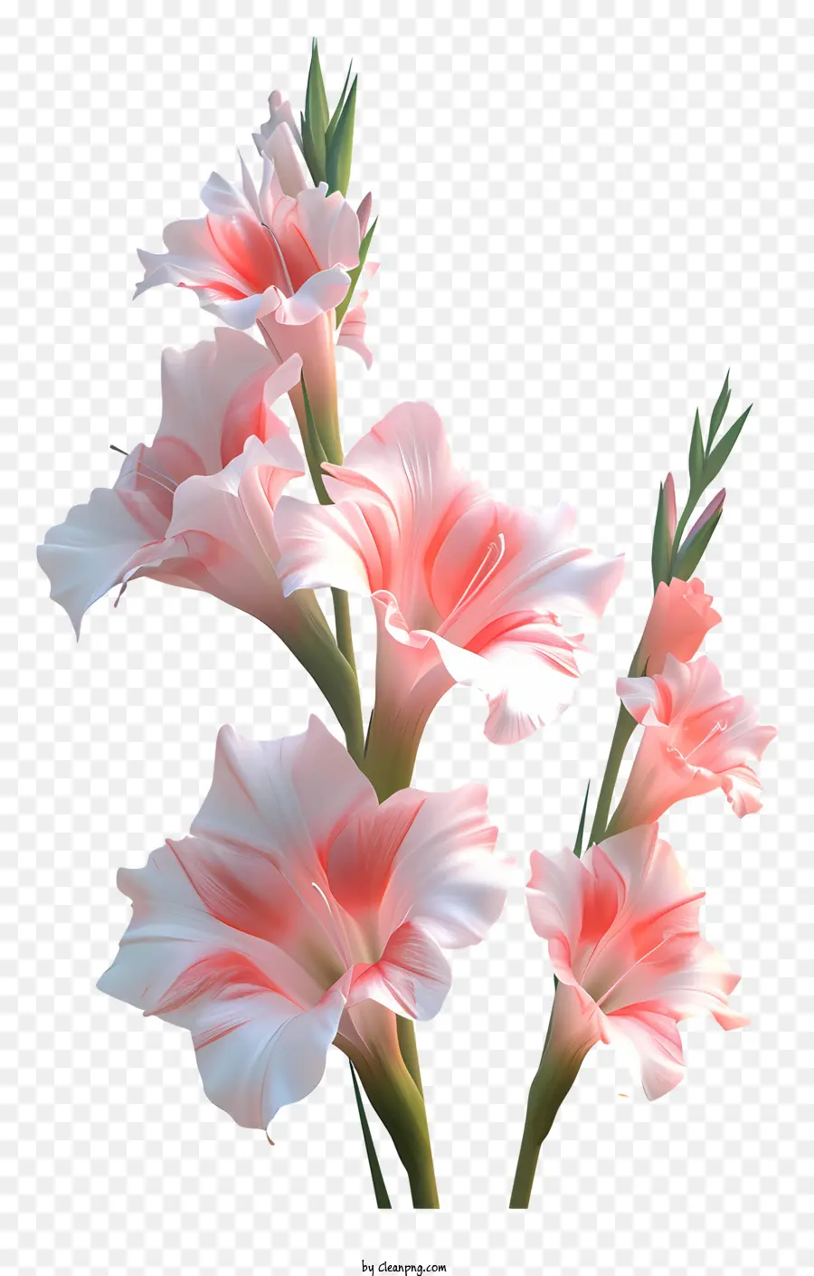 Gladiolus，Flores PNG