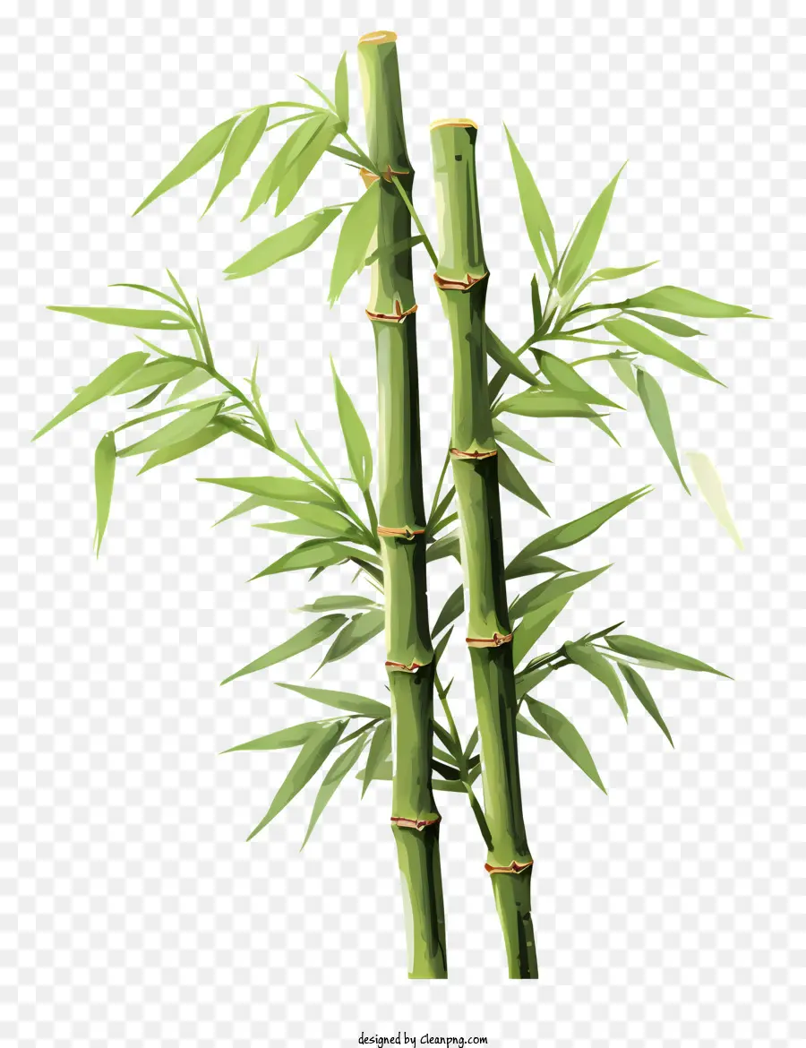 Caule De Bambu Plano，Planta De Bambu PNG