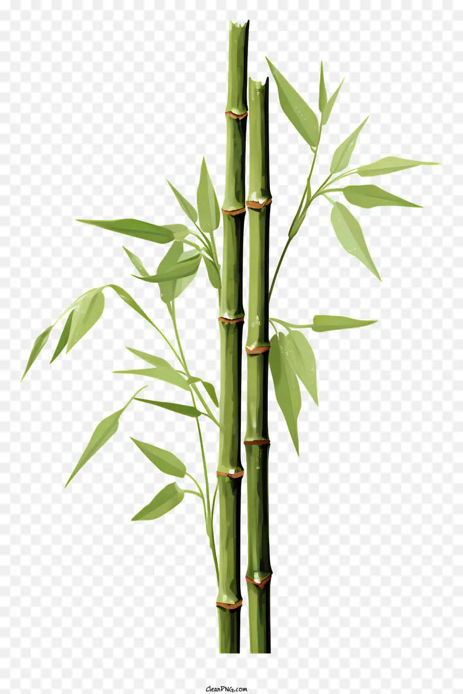 Haste Plana De Bambu，Planta De Bambu PNG