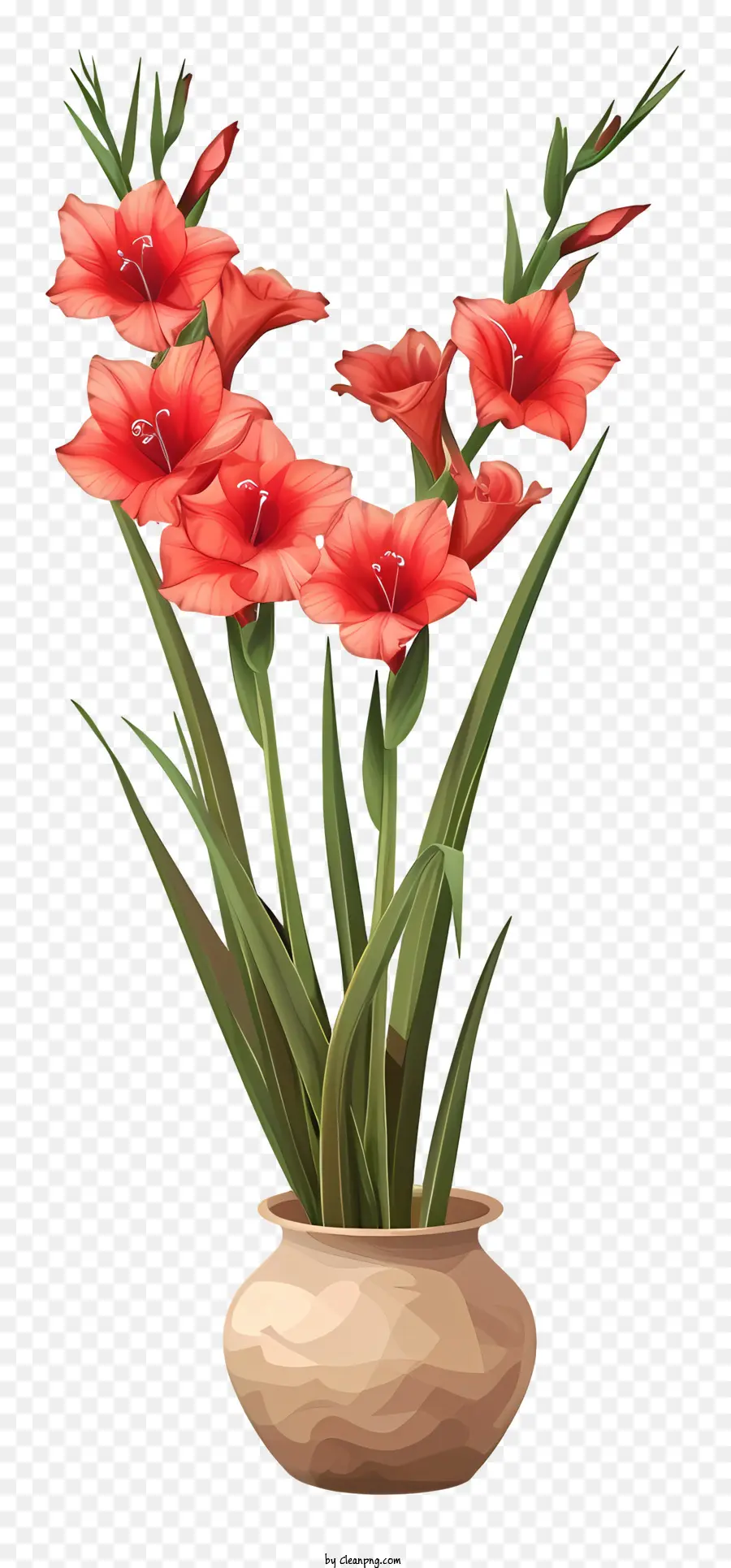 Gladiolus，Flores Cor De Rosa PNG