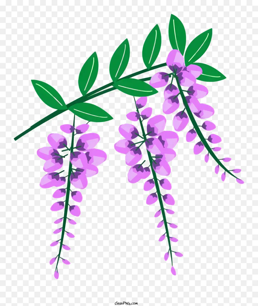 Flor，Planta De Wisteria PNG