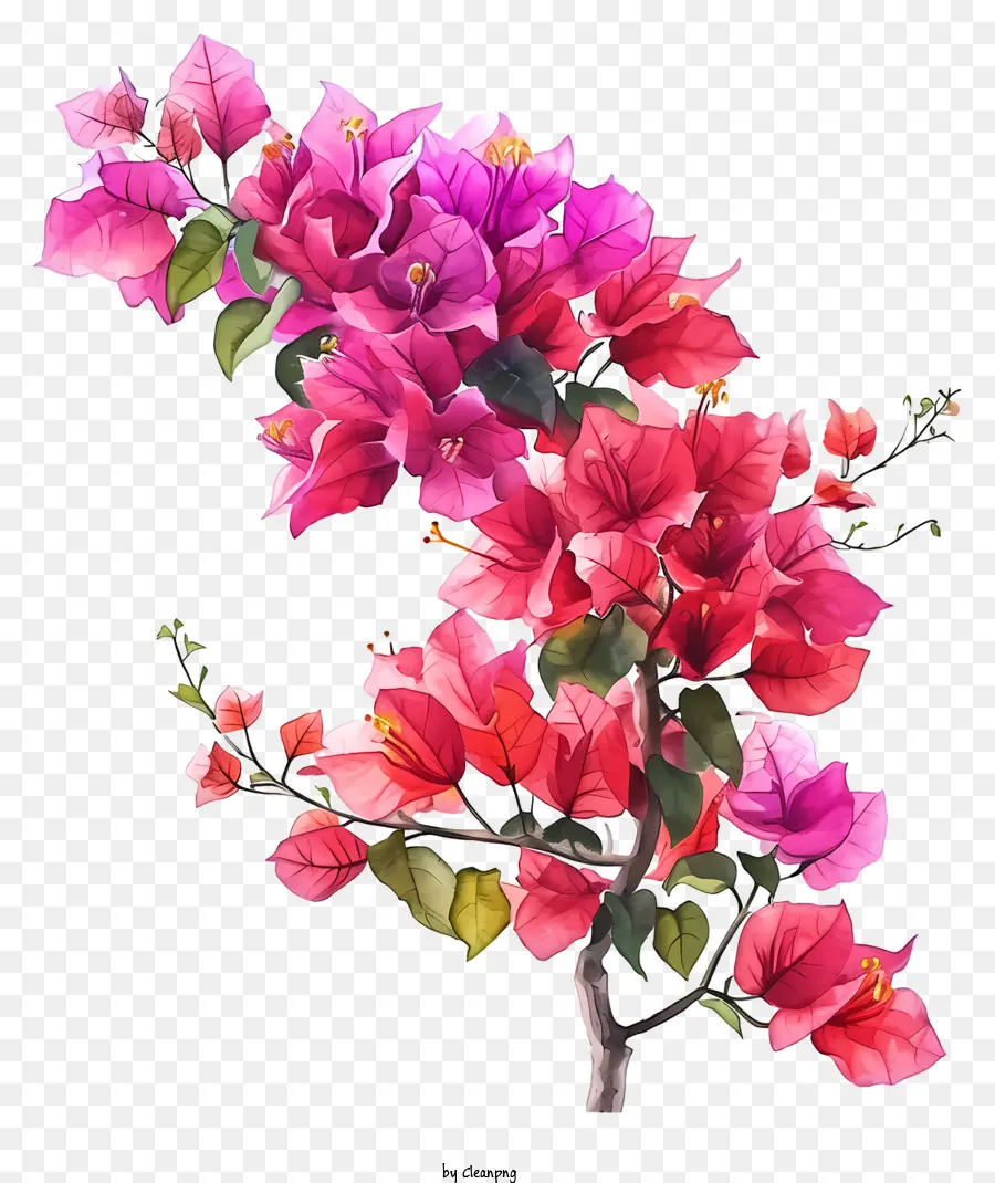Aquarela Bougainvillea，Flores Cor De Rosa PNG