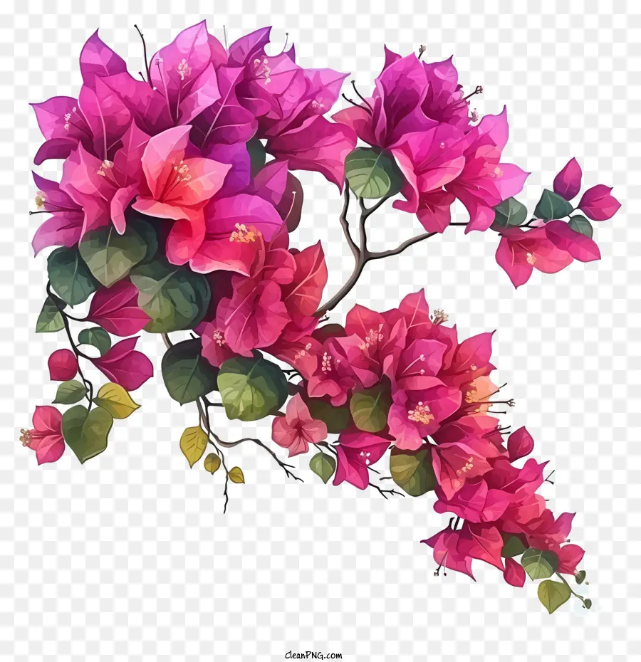 Desenho De Desenho Vetorial，Flores Cor De Rosa PNG