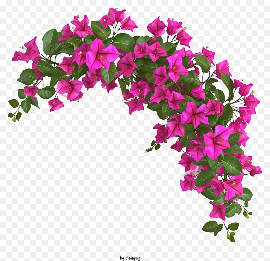 Bougainvillea Realista，Arranjo Floral Rosa PNG