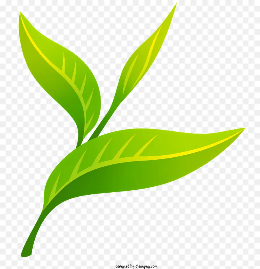 Folha De Chá，Plantas Verdes PNG