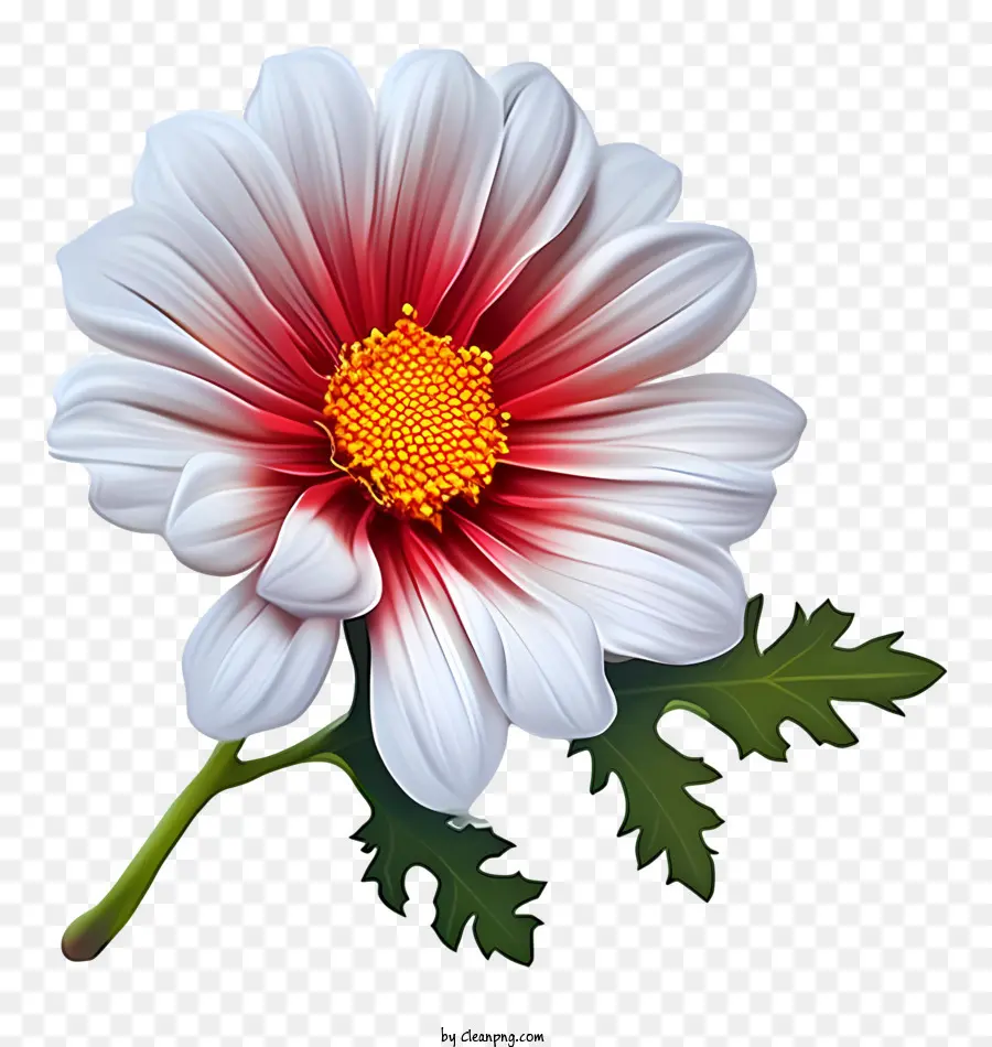 Convite Em Branco Da Flor，Flor Branca E Vermelha PNG