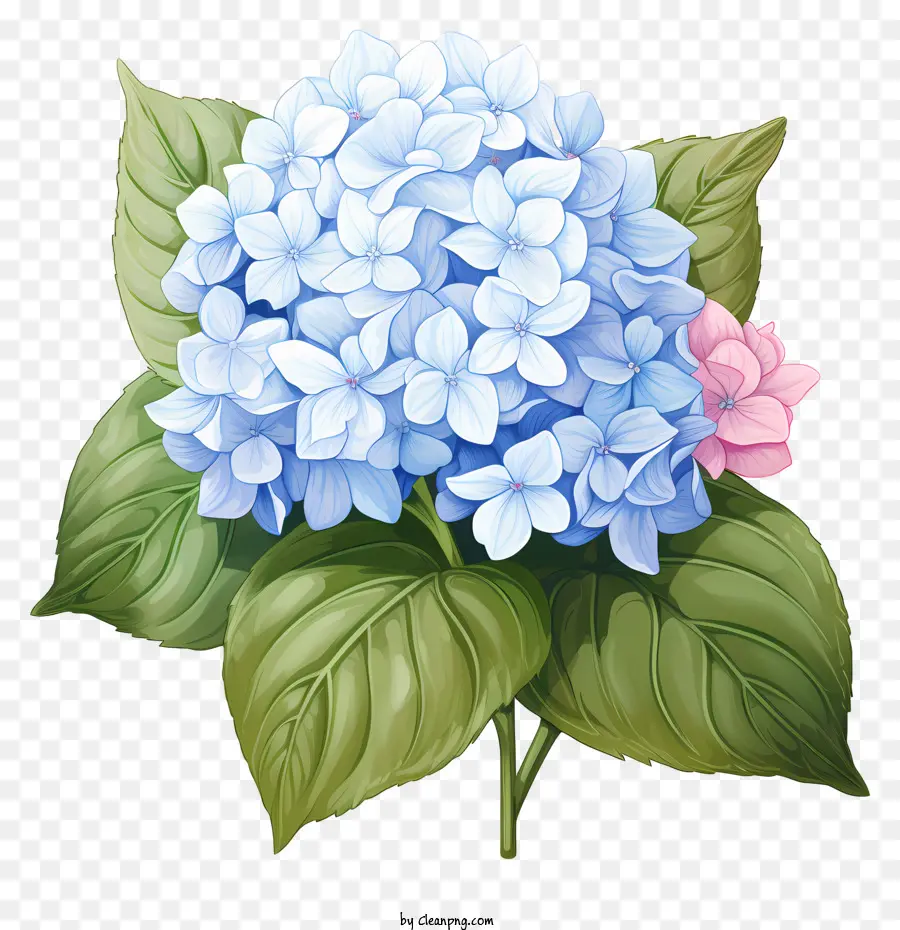 Flor De Hidrangea Do Estilo Doodle，Azul Hortênsia PNG