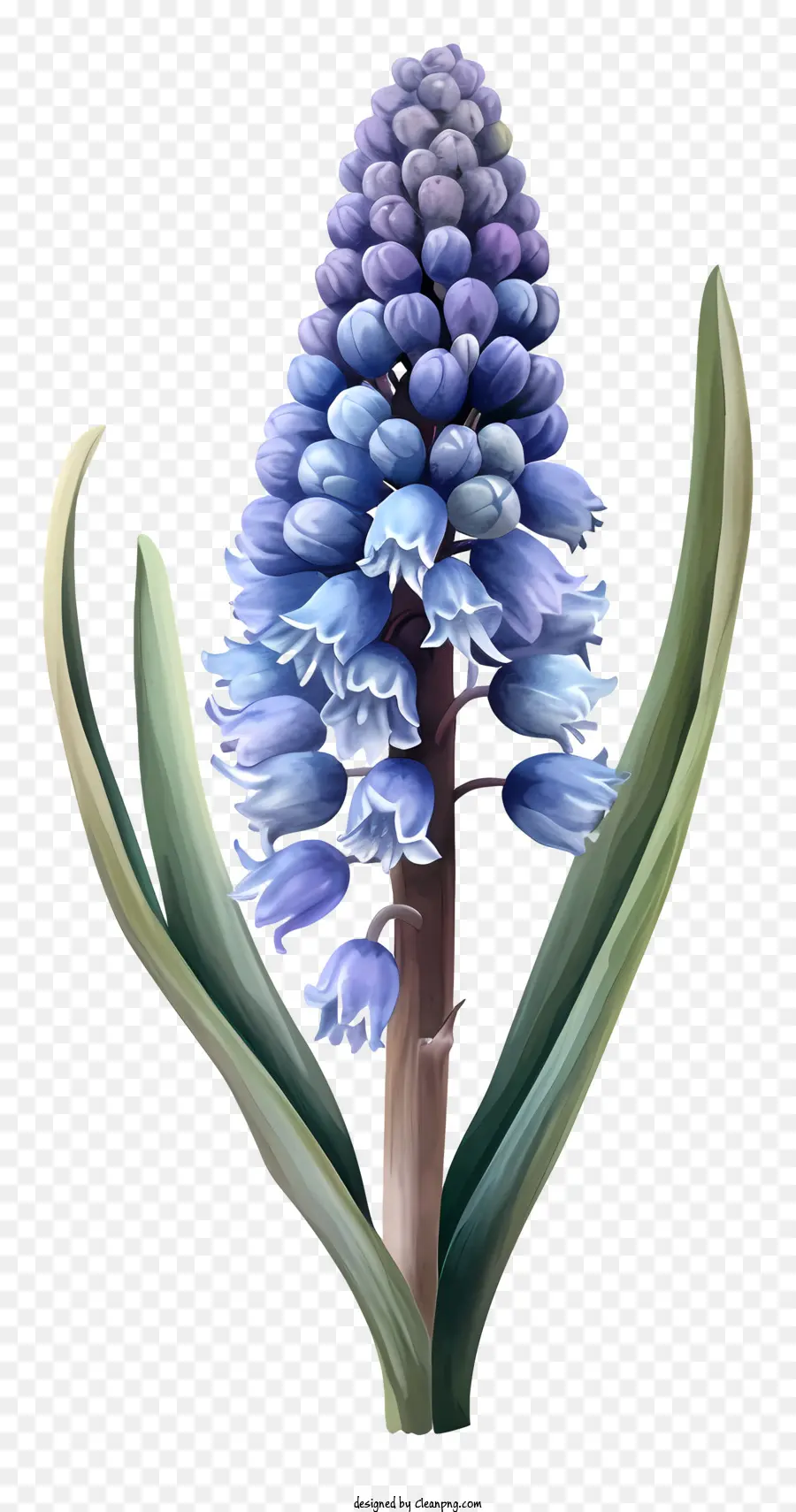 Grape Hyacinth Simplistic Vector Art，Flor Azul PNG