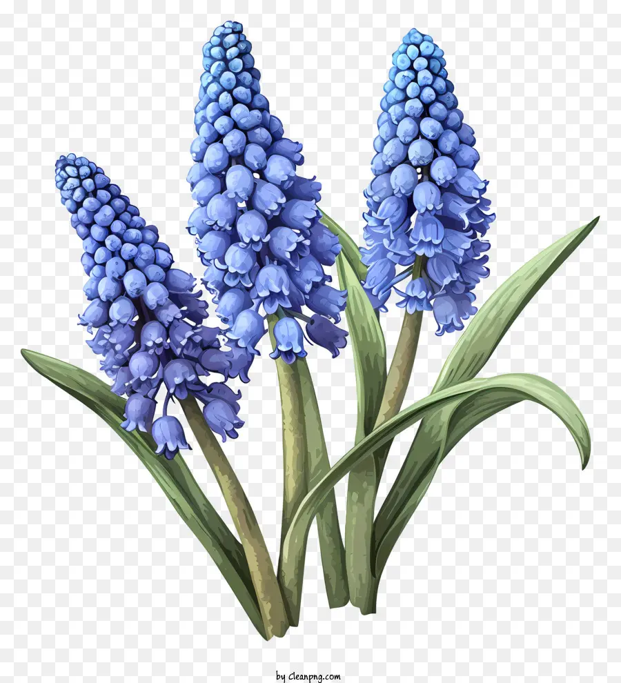 Hacinto De Uva Realista，Flores Azuis PNG