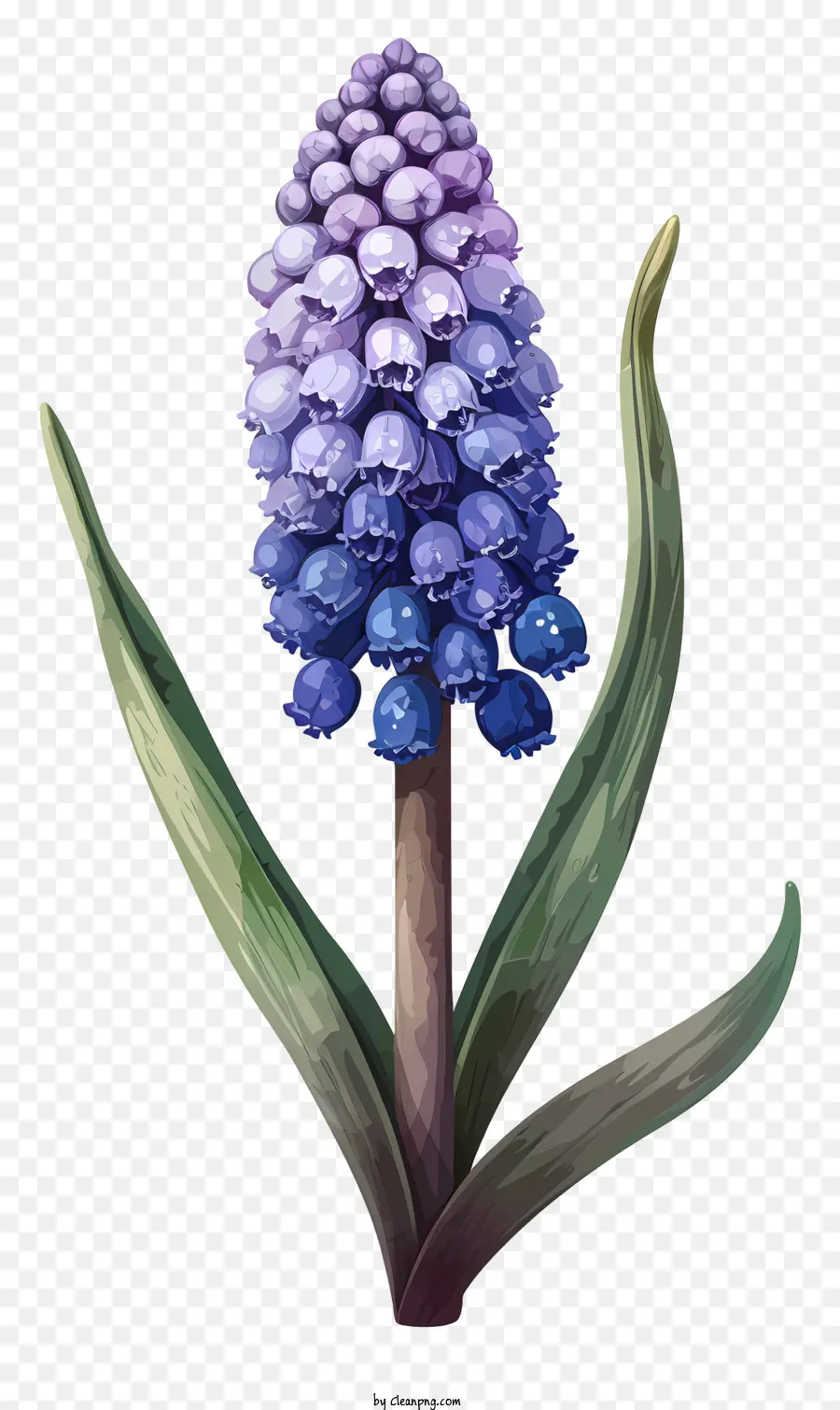 Hacinto De Uva De Desenho Animado，Flor Azul PNG