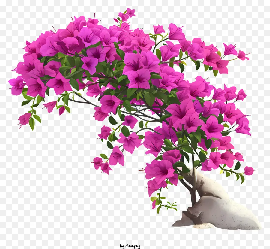 Cartoon Bougainvillea，Árvore De Bougainvillea PNG