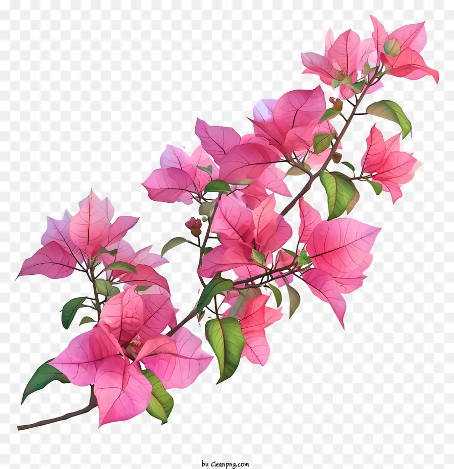 Bougainvillea Realista 3d，Flores Cor De Rosa PNG