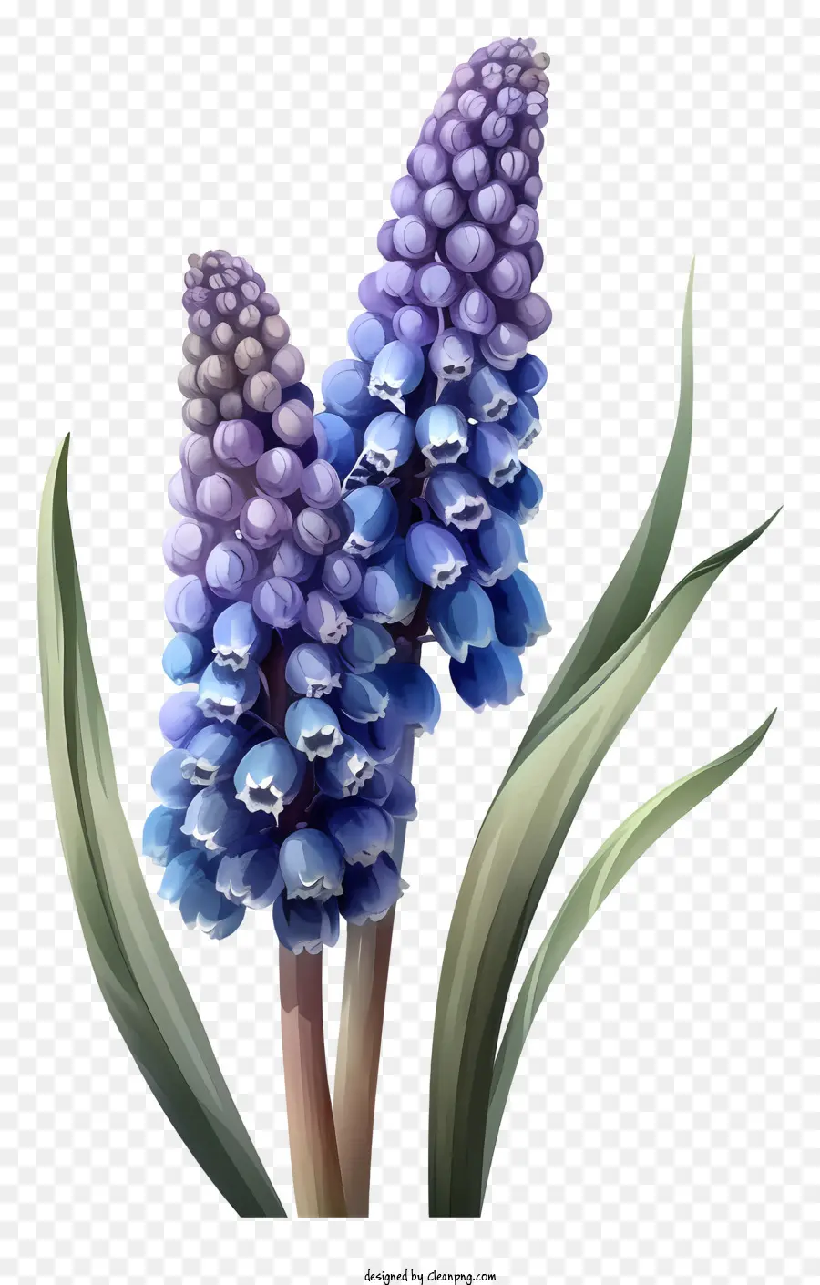 Hacinto De Uva De Desenho Animado，Flores Azuis PNG