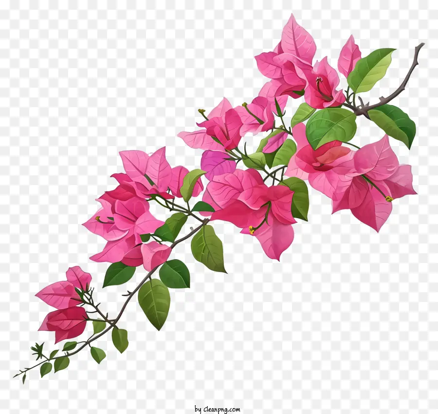 Desenho De Desenho Vetorial，Flores Cor De Rosa PNG