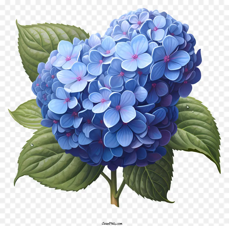 Flor De Hydrangea De Estilo Realista，Hylantha Azul PNG
