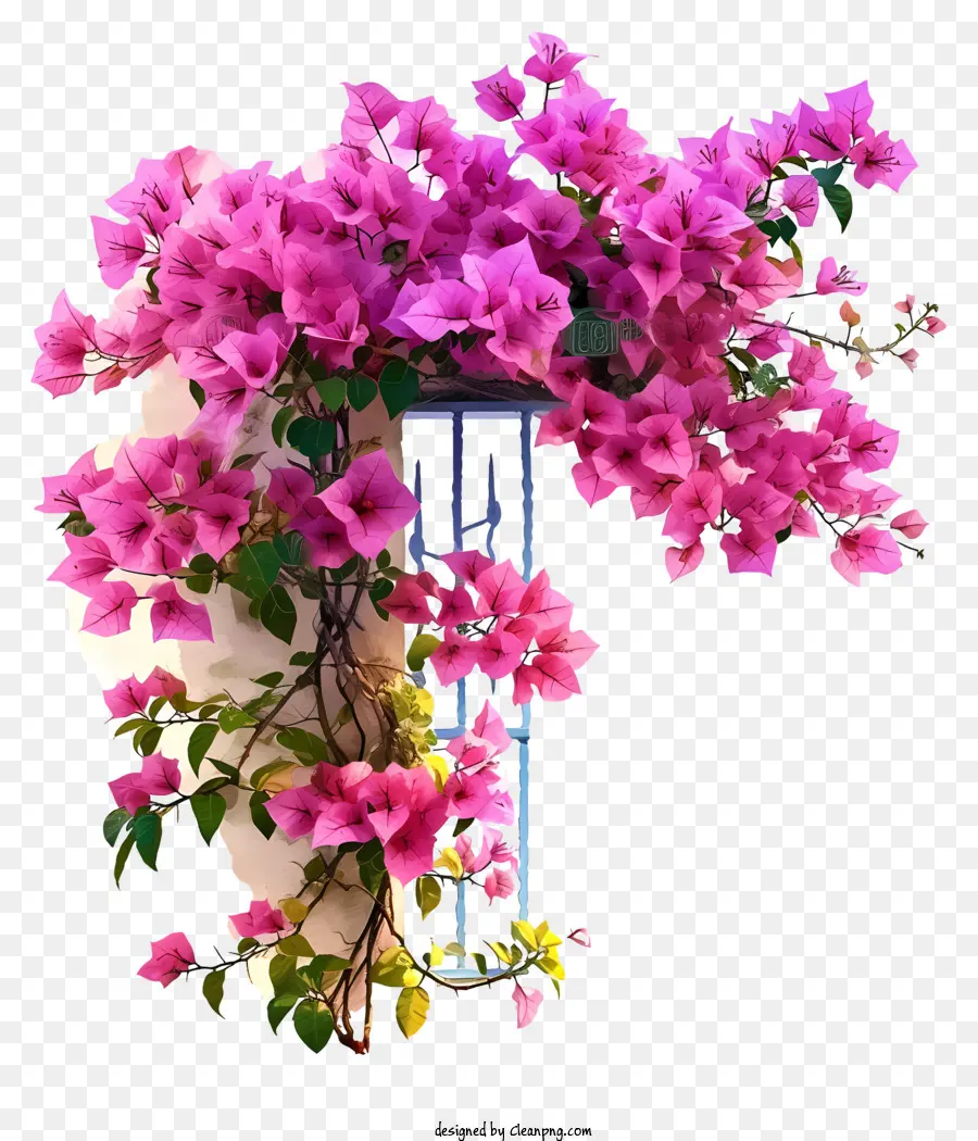 Ícone De Bougainvillea，Videira PNG