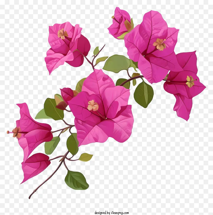 Pintura De Bougainvillea，Buganvílias Cor De Rosa PNG