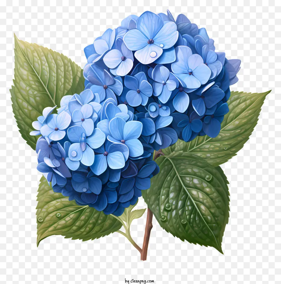 Flor De Hydrangea De Estilo Realista，Azul Hortênsia PNG