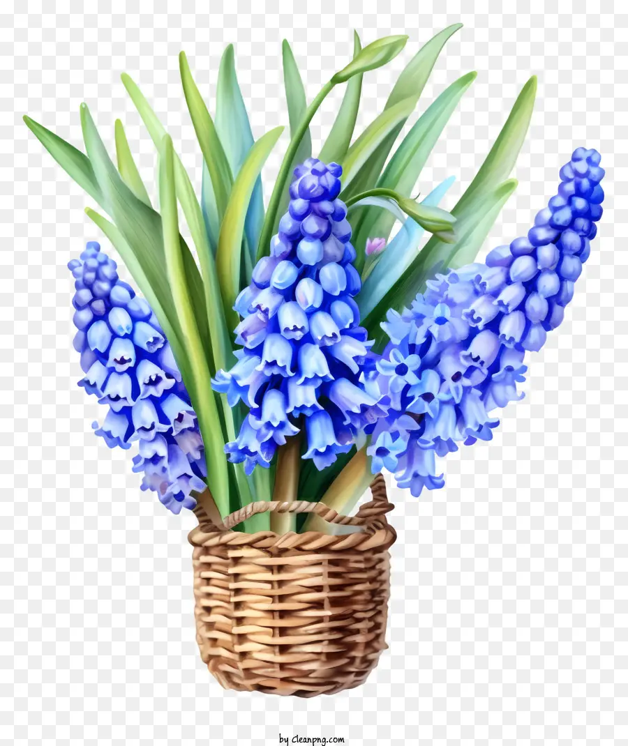Ícone Do Hyacinth De Uva，Cesta De Tecido PNG