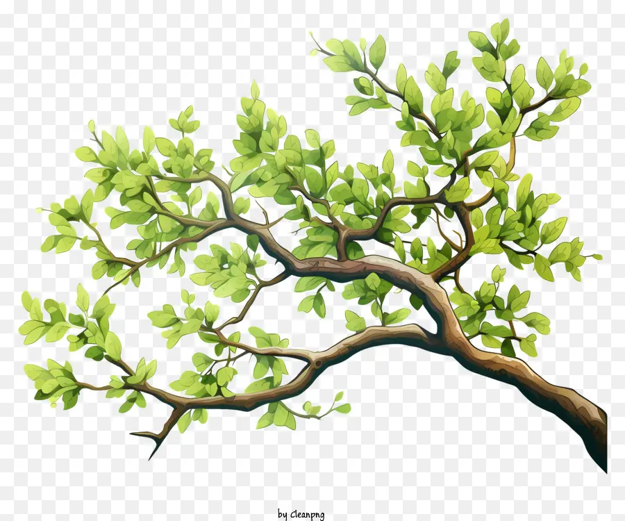 Galho De árvore Em Aquarela，árvore Verde PNG