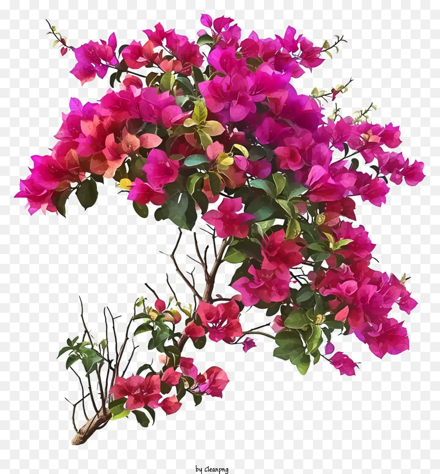 Bougainvillea Realista，Arranjo De Flores PNG