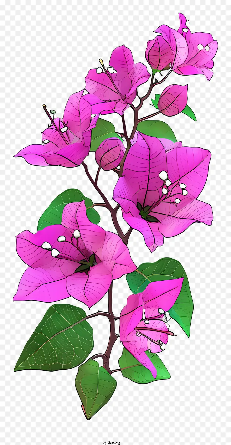 Buganvílias Planas，Flores Cor De Rosa PNG