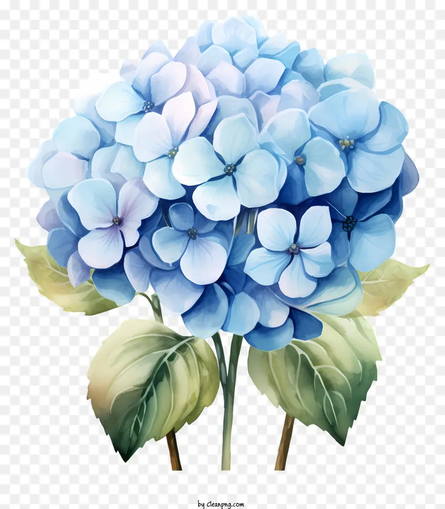 Flor Da Hidrangea Em Aquarela，Azul Hortênsia PNG