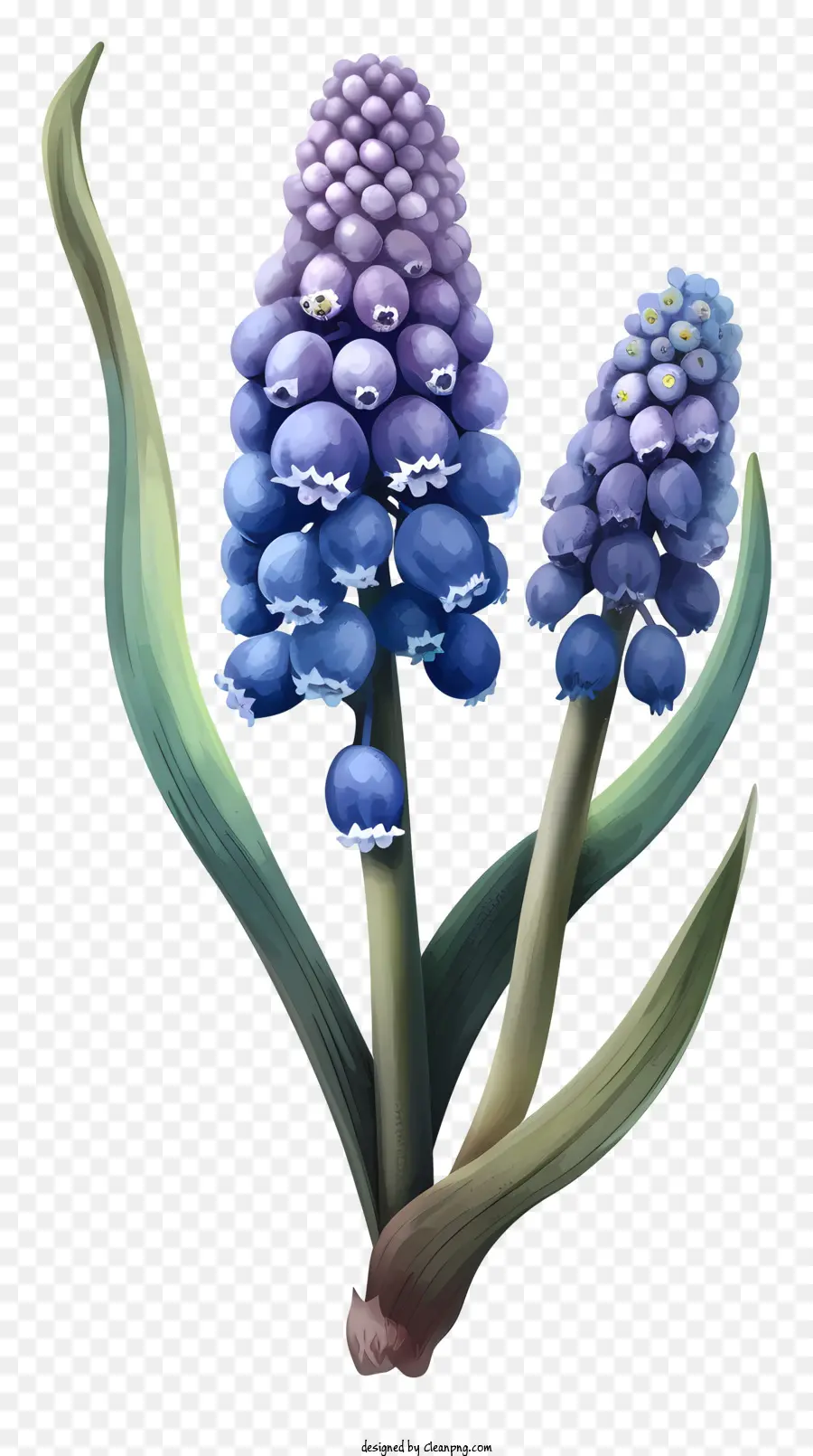 Hacinto De Uva De Desenho Animado，Flores Azuis Do Jacinto PNG