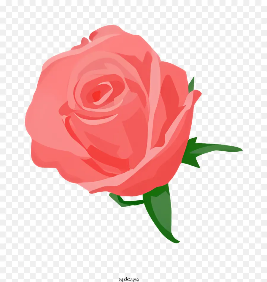 Flor，Rosa Cor De Rosa PNG