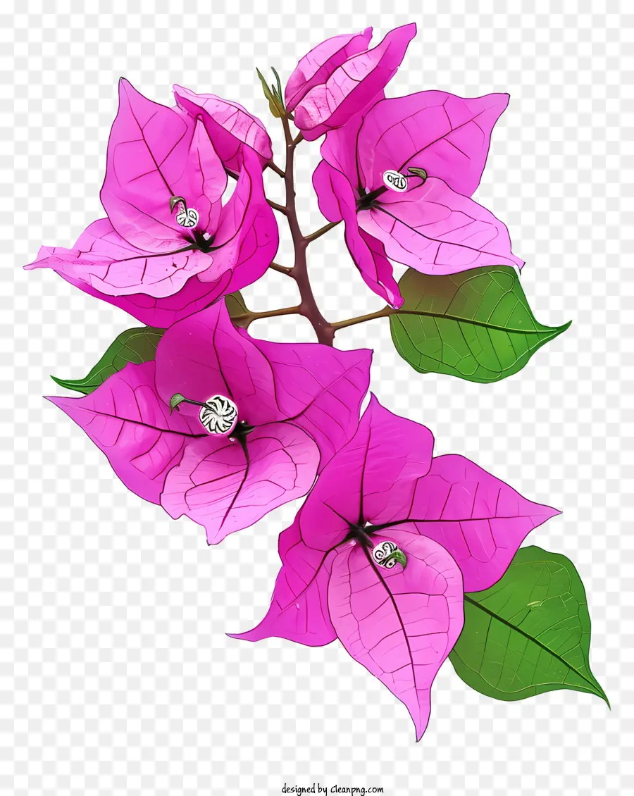 Flor De Buganvílias，Planta De Floração Rosa PNG