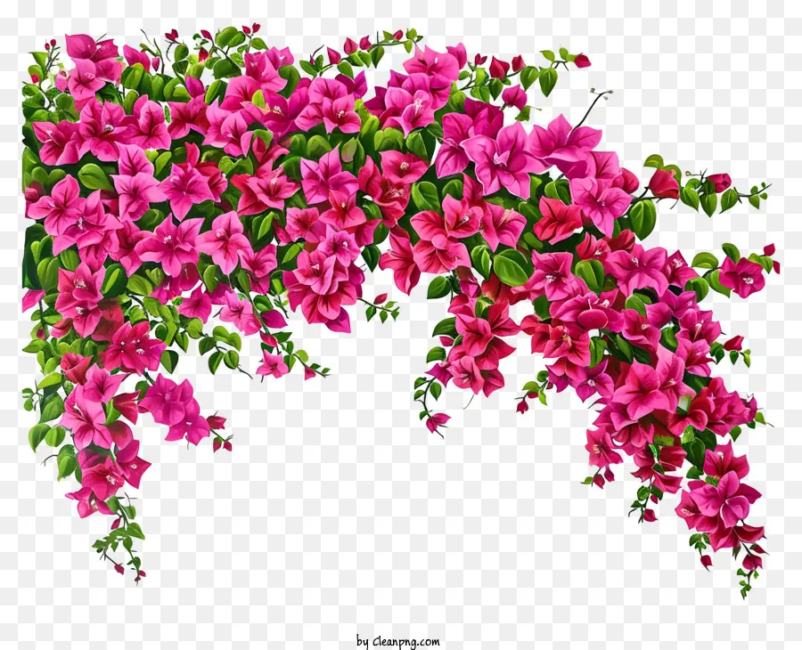 Pintura De Bougainvillea，Flores Cor De Rosa PNG