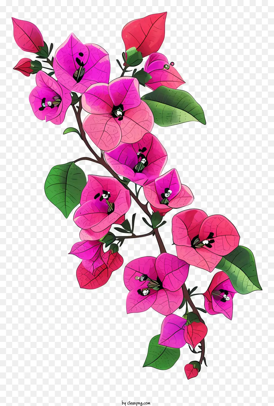 Ícone De Bougainvillea，Flores Cor De Rosa PNG