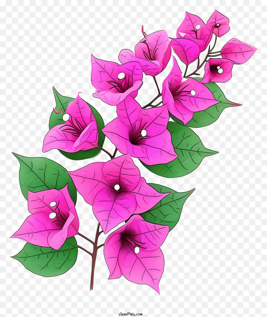 Bougainvillea Plana，Flor De Buganvílias PNG