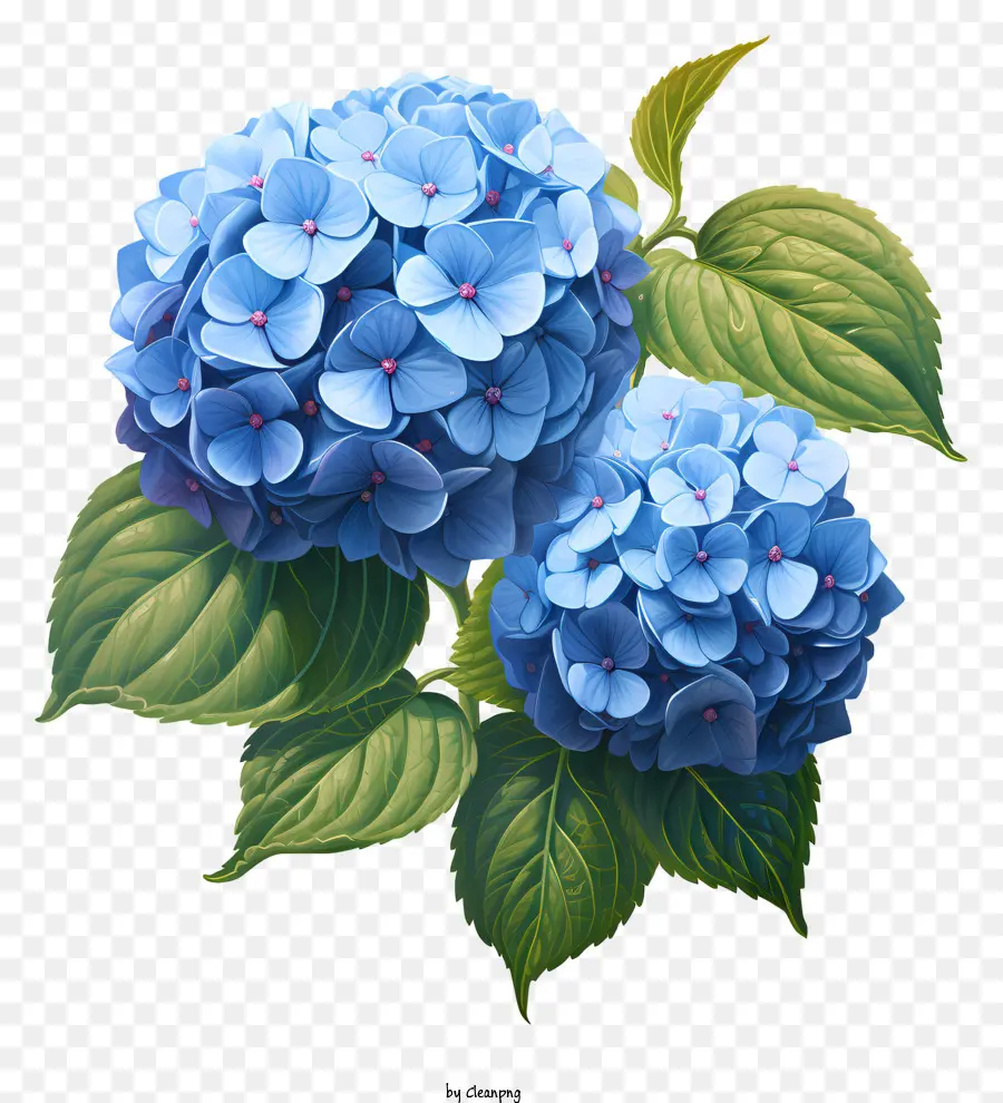 Flor De Hydrangea De Estilo Realista，Flor Azul PNG