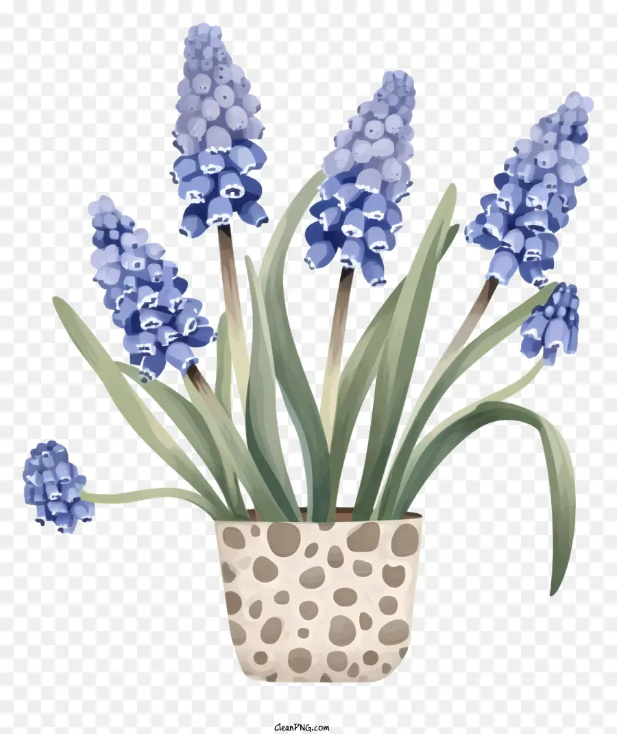 Grape Hyacinth Simplistic Vector Art，Vaso PNG