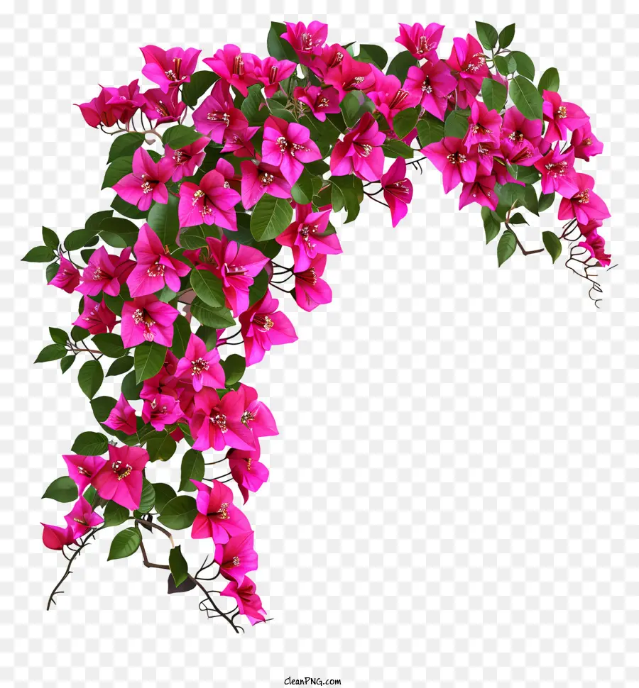 Bougainville Realista，Buganvílias PNG