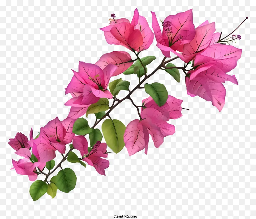 Bougainvillea Realista 3d，Buganvílias Cor De Rosa PNG