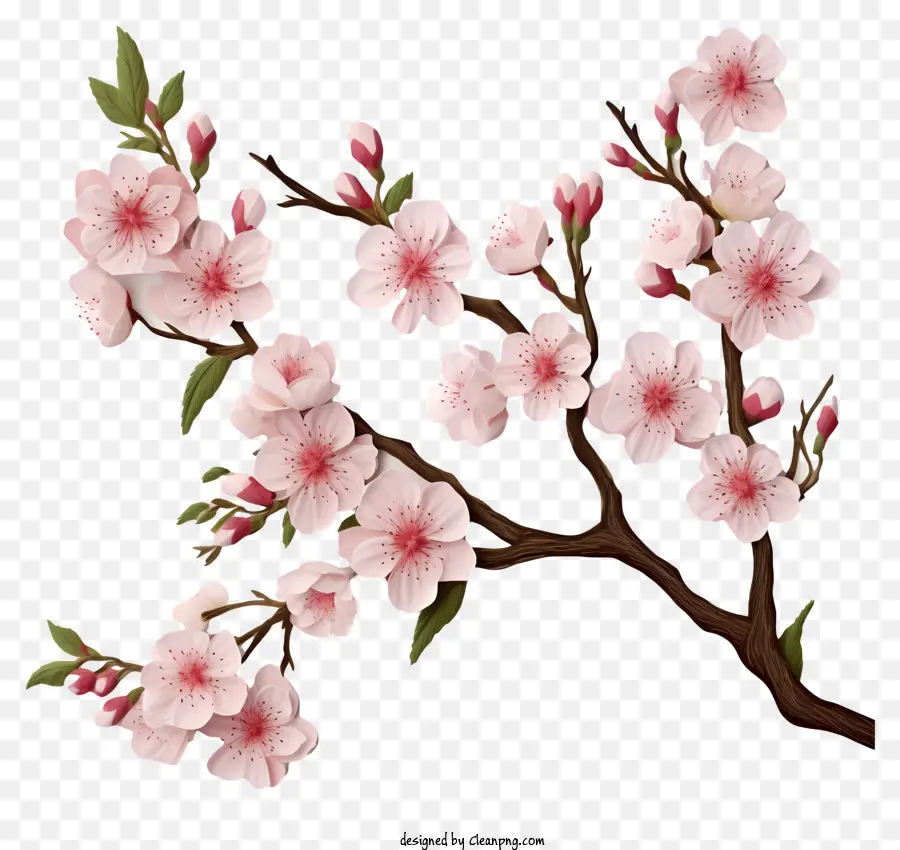 Papel Em Branco Com Flores De Cerejeira，Filial De Sakura PNG