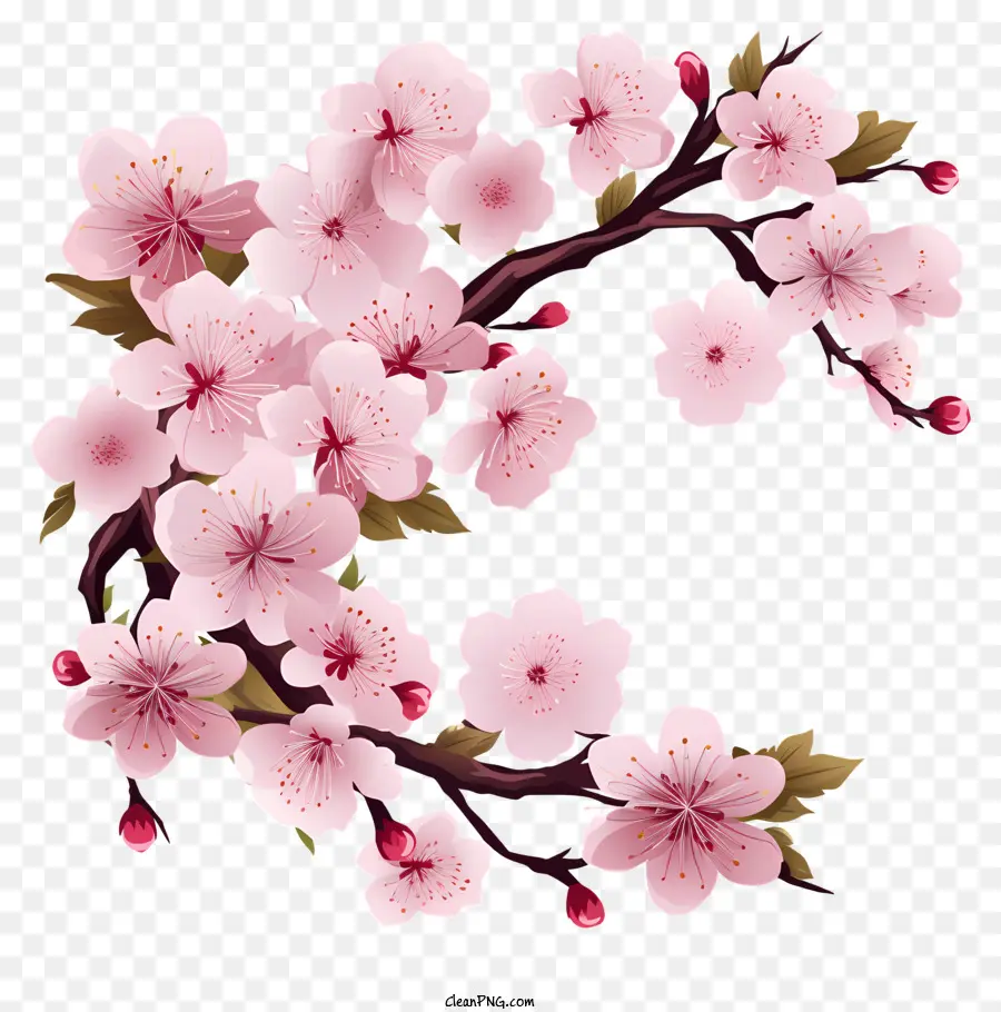 Sakura Flor Ford，Árvore De Flor De Cerejeira Rosa PNG