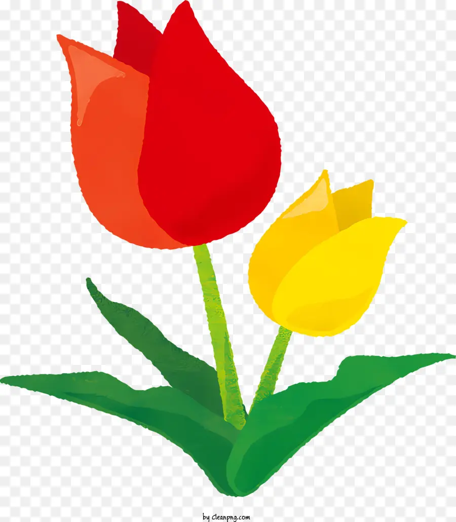 Flor，Tulip PNG