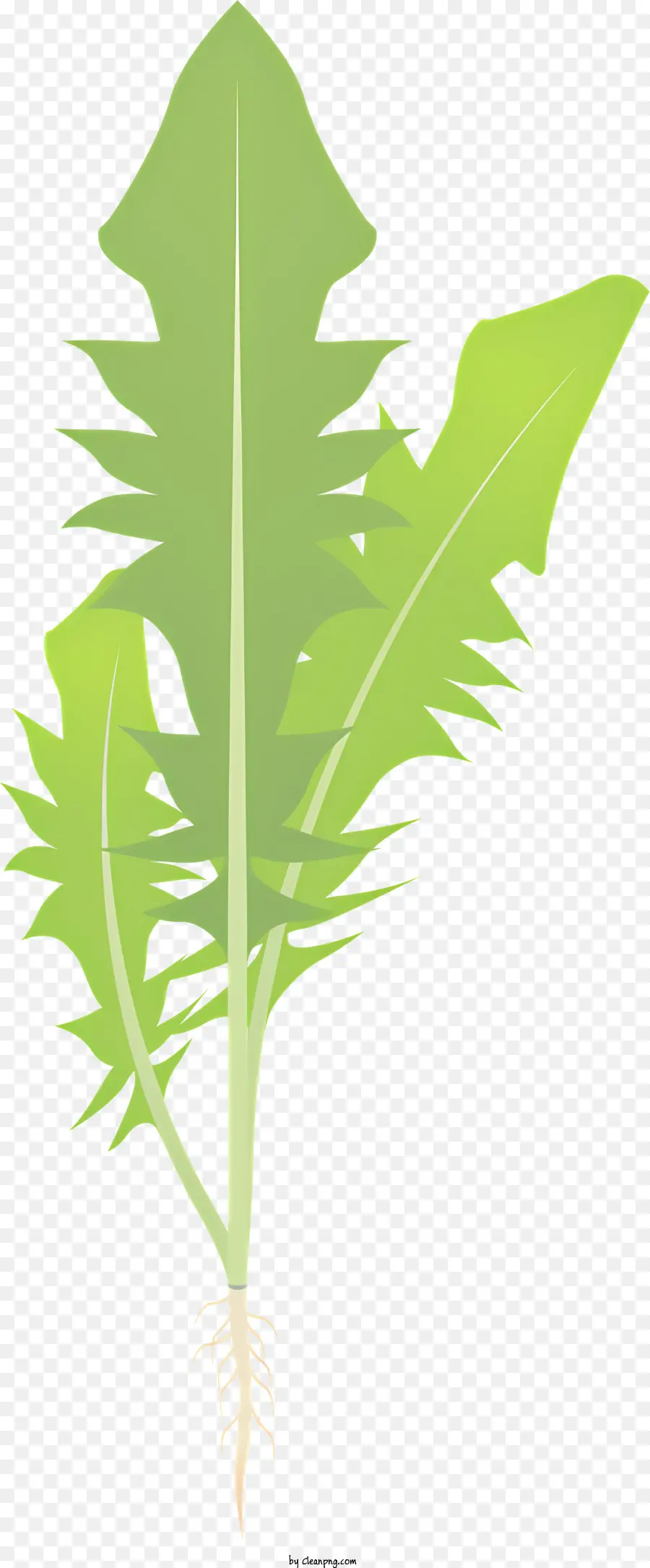 Vegetal，Planta PNG