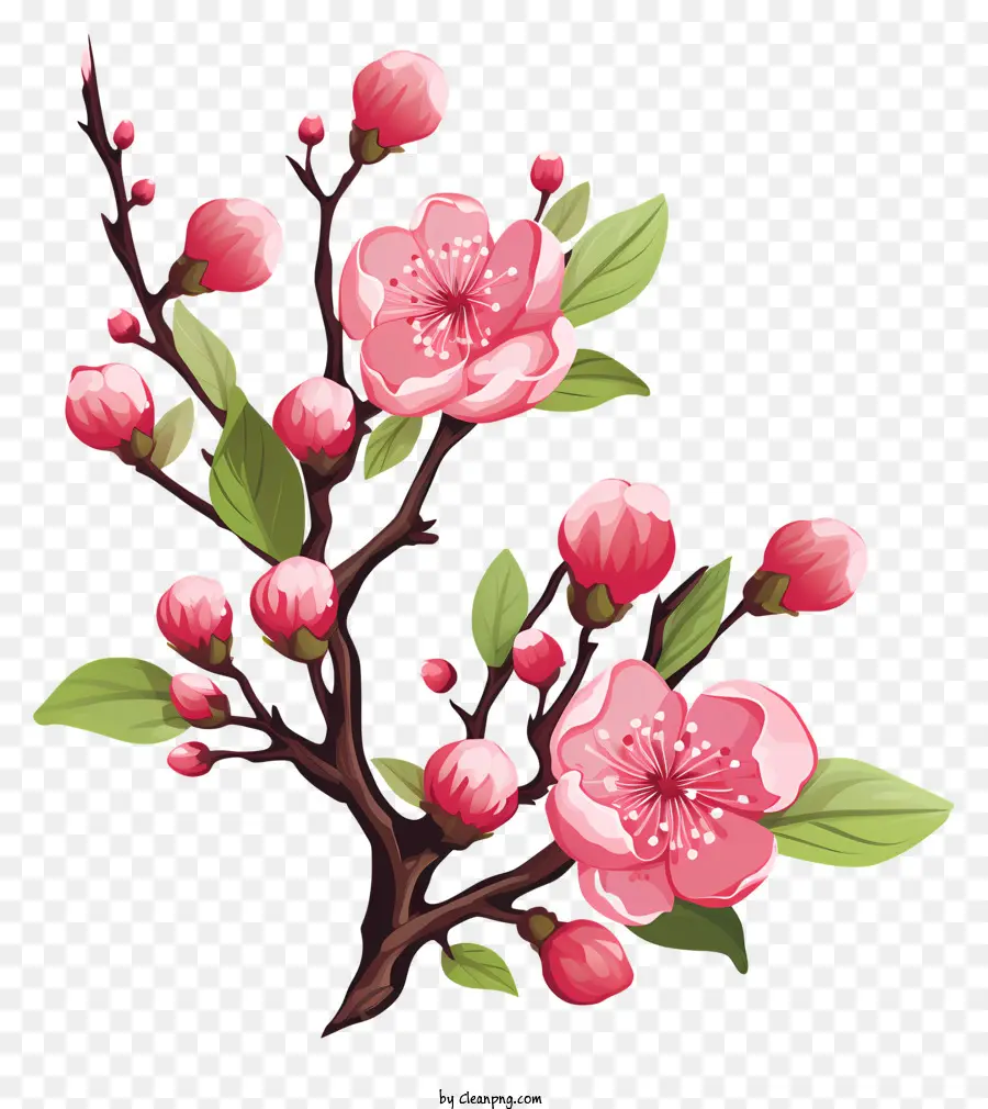 Blossom De Filial De Cereja Desenhada à Mão，árvore Florescente PNG
