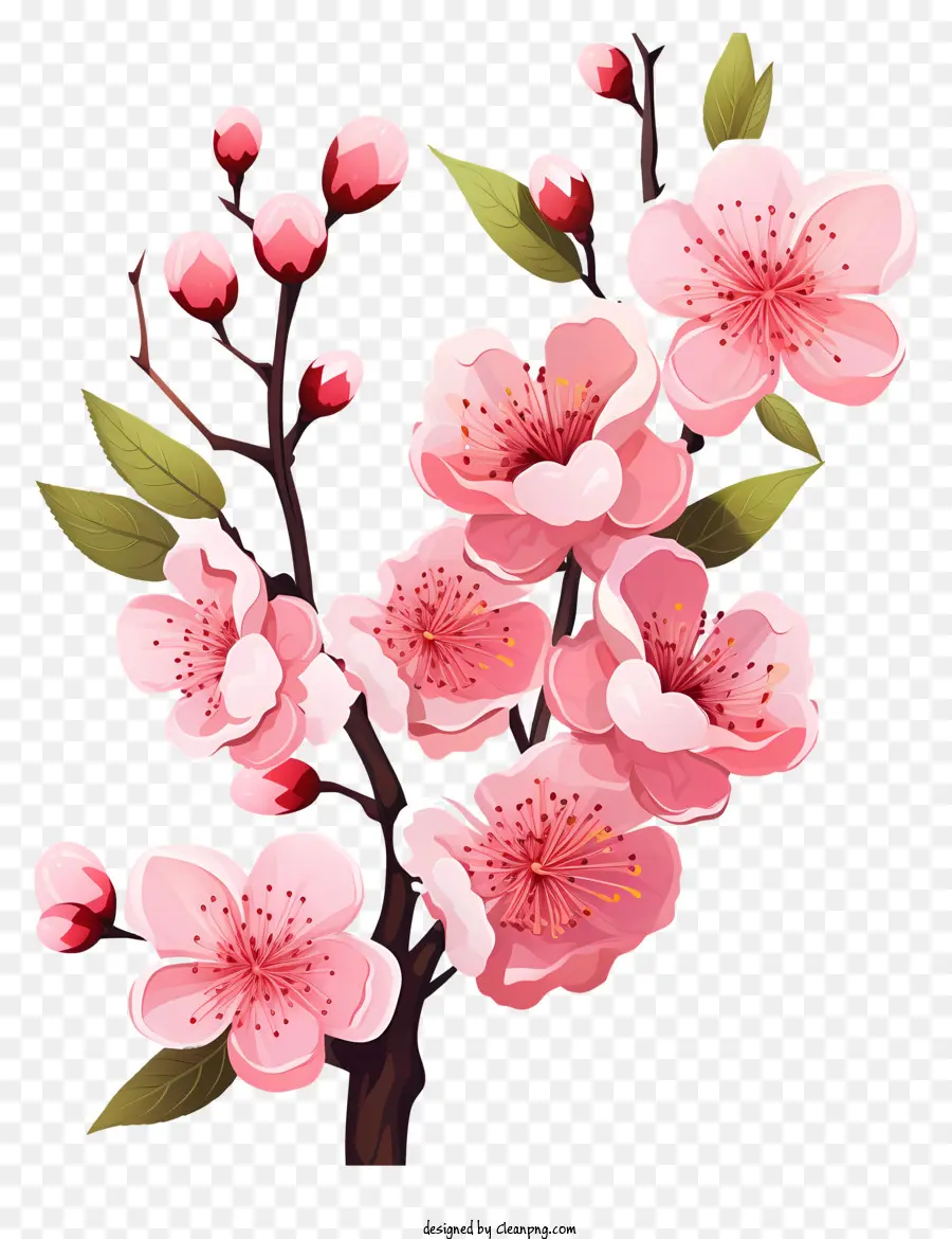 Blossom De Filial De Cereja Plana，Flor De Cereja árvore PNG