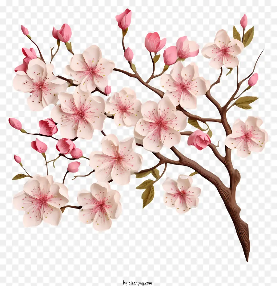Papel Em Branco Com Flores De Cerejeira，Ramo De árvore PNG