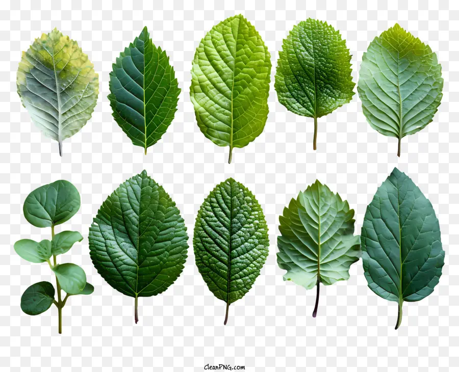 Folhas Verdes，Padrão Simétrico PNG