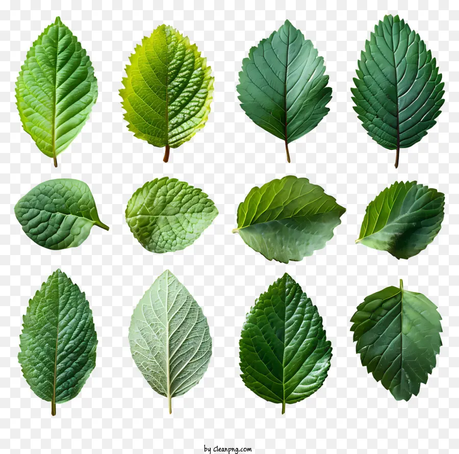 Folhas Verdes，Aparência Natural PNG